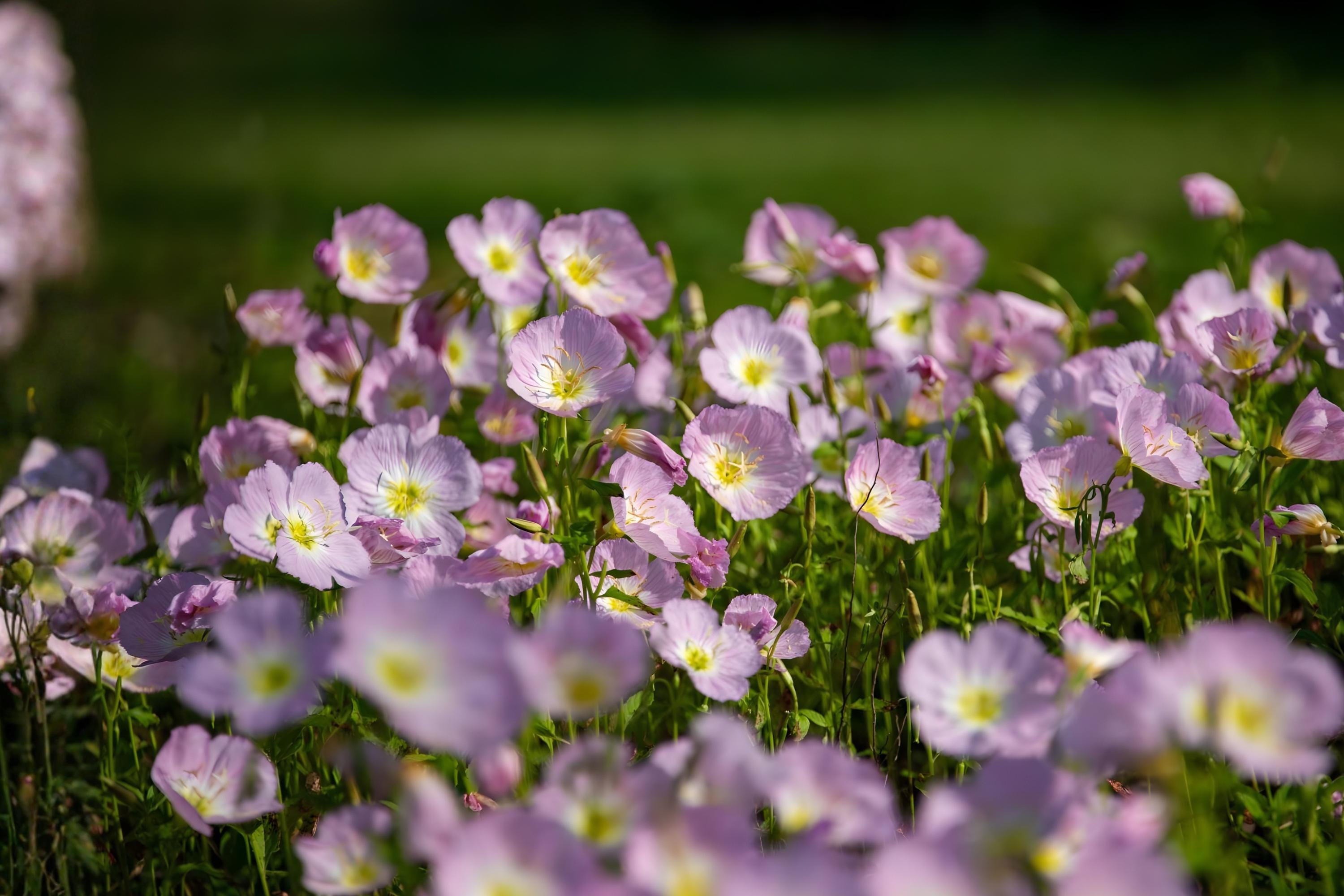 Balsam Fir Seeds (Abies balsamea) – Evergreen Tree Seeds for Landscaping, Reforestation, and Christmas Trees