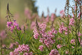 Fireweed Seeds 500 Pack – Pink to Purple Wildflower, Perennial Herbaceous Plant, Chamaenerion angustifolium