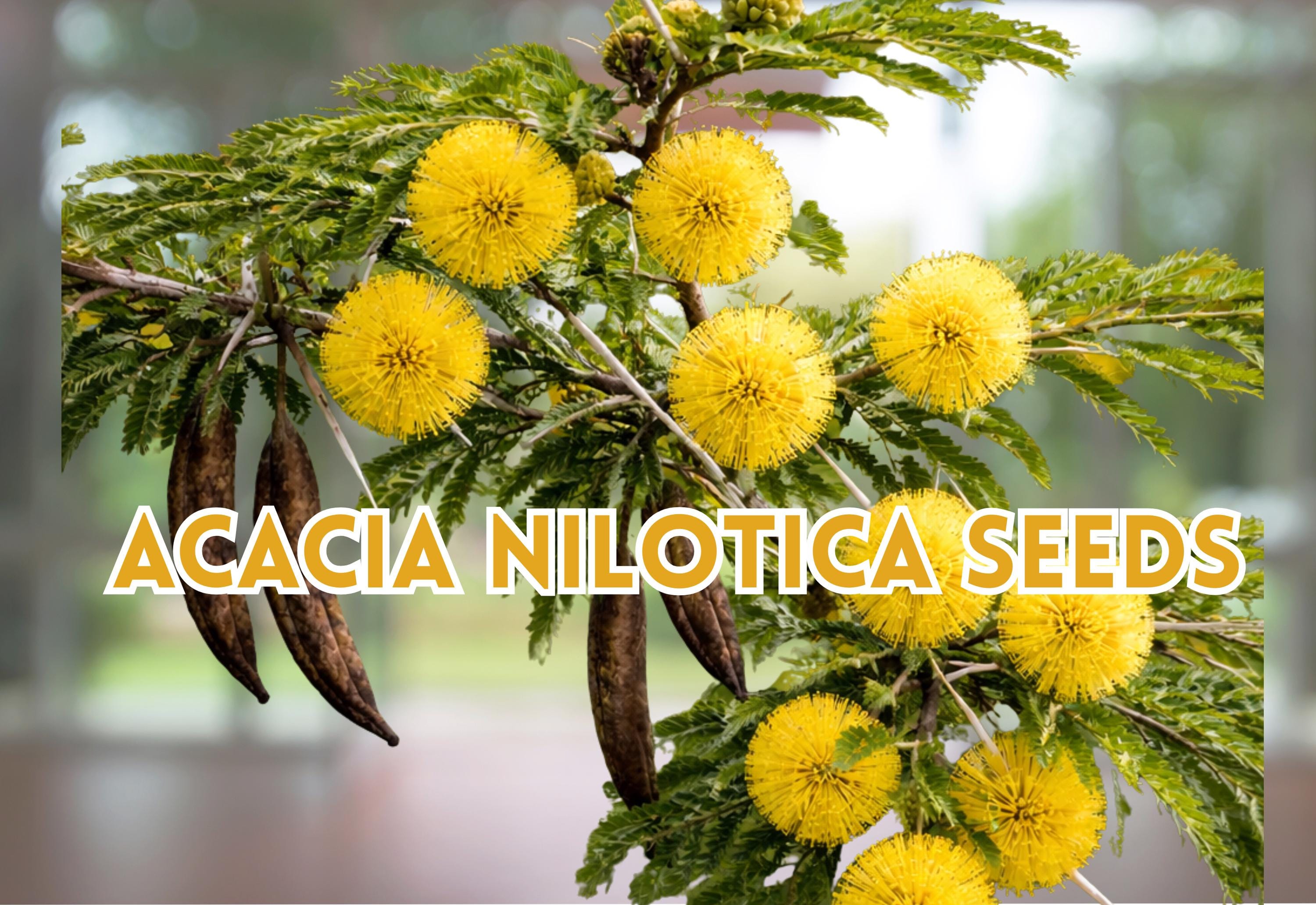 Abies Alba Seeds 10 Pack | European Silver Fir Evergreen Conifer Tree Seeds | Slow-Growing Conifer Botanical Name