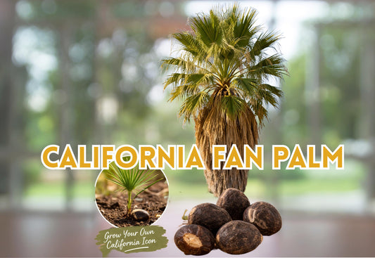 Forsythia Suspensa Seeds – Golden Bell Weeping Shrub for Spring Bloom Garden, 10 Pack