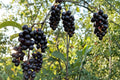 Black Chokecherry Seeds – Prunus virginiana – Edible Fruit Shrub for Wildlife, Hedgerows & Native Landscaping