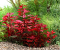 Ludwigia Repens Super Red Mini Aquarium Plant – Potted Freshwater Stem, Vibrant Red Foliage, 5–8 Inches