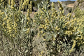 Fourwing Saltbush Seeds – Atriplex canescens, Drought Tolerant Native Shrub for Arid Landscapes