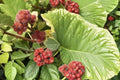 Skunkbrush Sumac Seeds, Rhus trilobata, Native Drought Tolerant Shrub for Erosion Control & Habitat Restoration