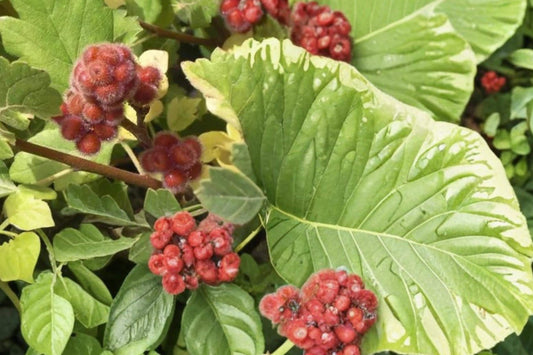 Skunkbrush Sumac Seeds, Rhus trilobata, Native Drought Tolerant Shrub for Erosion Control & Habitat Restoration
