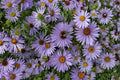 Aromatic Aster Seeds 100 Pack – Symphyotrichum oblongifolium Purple Blue Daisy-Like Flowers Perennial Garden Plant