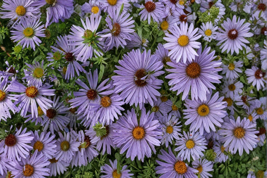 Aromatic Aster Seeds 100 Pack – Symphyotrichum oblongifolium Purple Blue Daisy-Like Flowers Perennial Garden Plant