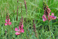 Sainfoin Seeds 100 Pack – Onobrychis viciifolia Perennial Legume with Pink Flowers for Meadow, Drought Tolerant, Soil Improvement