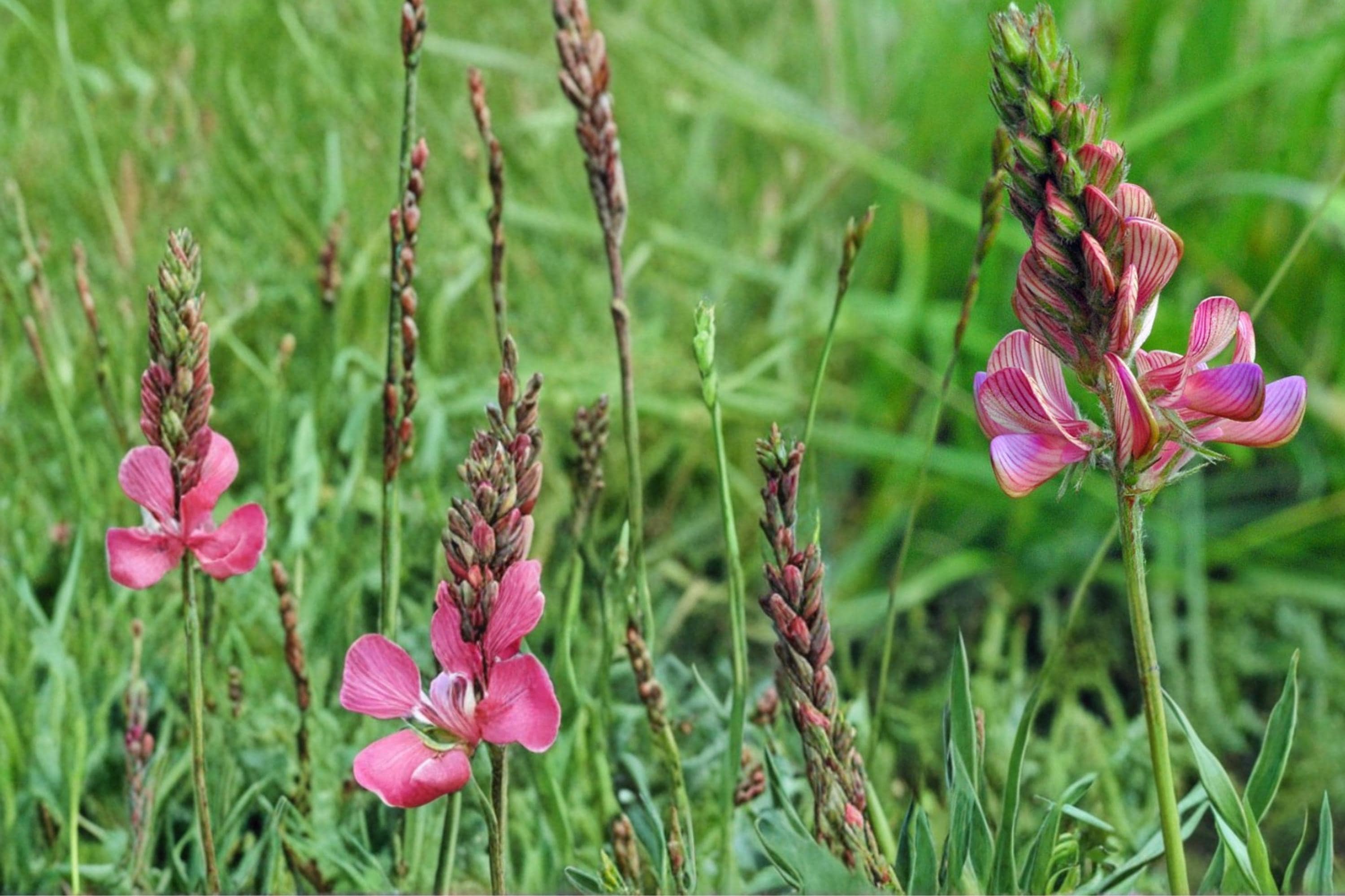 Sainfoin Seeds 100 Pack – Onobrychis viciifolia Perennial Legume with Pink Flowers for Meadow, Drought Tolerant, Soil Improvement