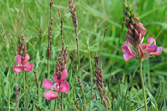 Sainfoin Seeds 100 Pack – Onobrychis viciifolia Perennial Legume with Pink Flowers for Meadow, Drought Tolerant, Soil Improvement