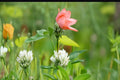 Berseem Clover Seeds 100 Pack – Trifolium alexandrinum, Egyptian White Clover, Annual Legume for Soil Improvement & Forage