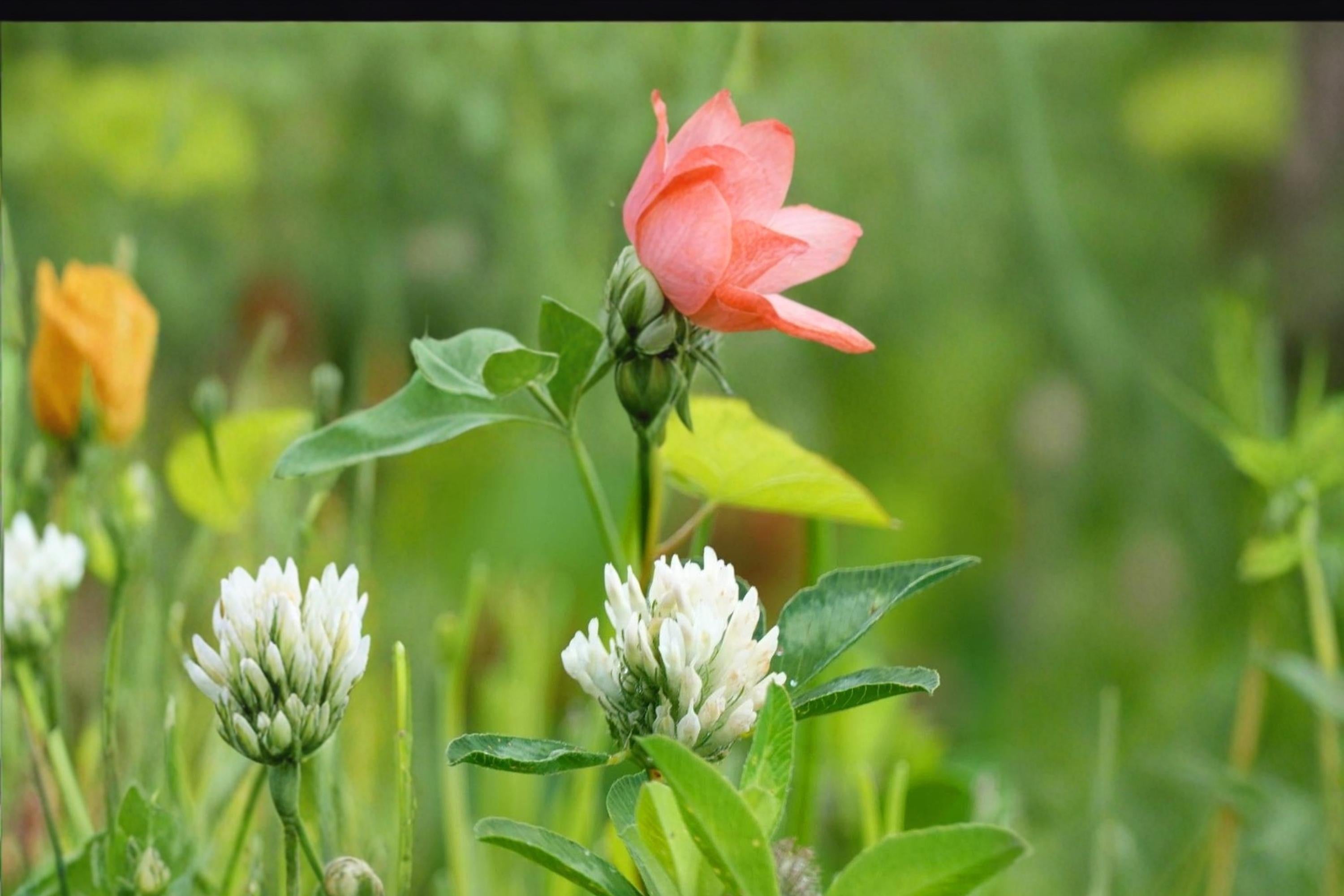 Berseem Clover Seeds 100 Pack – Trifolium alexandrinum, Egyptian White Clover, Annual Legume for Soil Improvement & Forage
