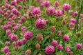 Red Clover Seeds – Trifolium pratense – Pink to Purple Flowering Perennial Legume for Meadows & Gardens