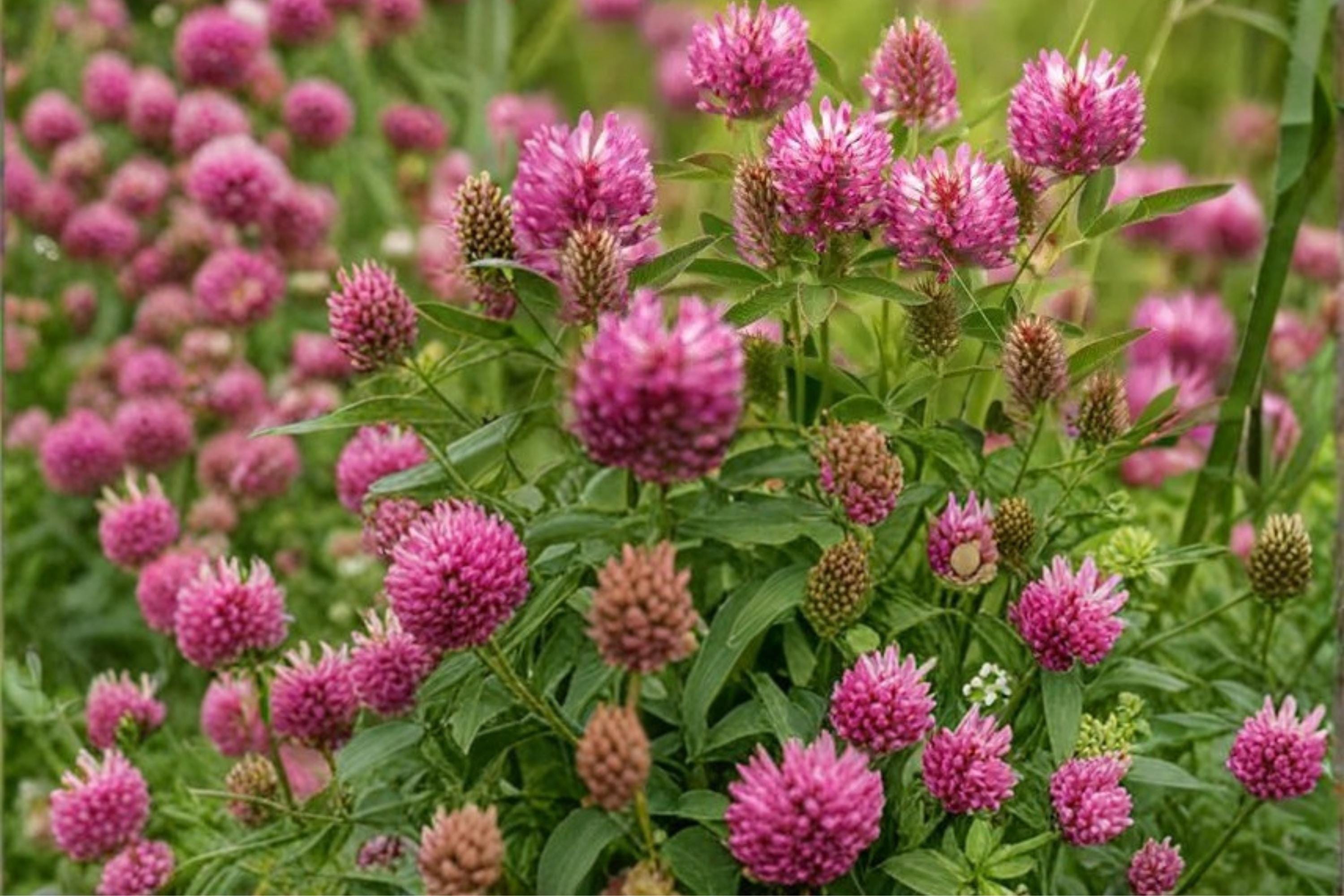Red Clover Seeds – Trifolium pratense – Pink to Purple Flowering Perennial Legume for Meadows & Gardens