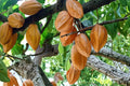 Cacao Tree Seeds – Theobroma cacao – Tropical Perennial Tree for Chocolate Production, Green Foliage, Warm Climate