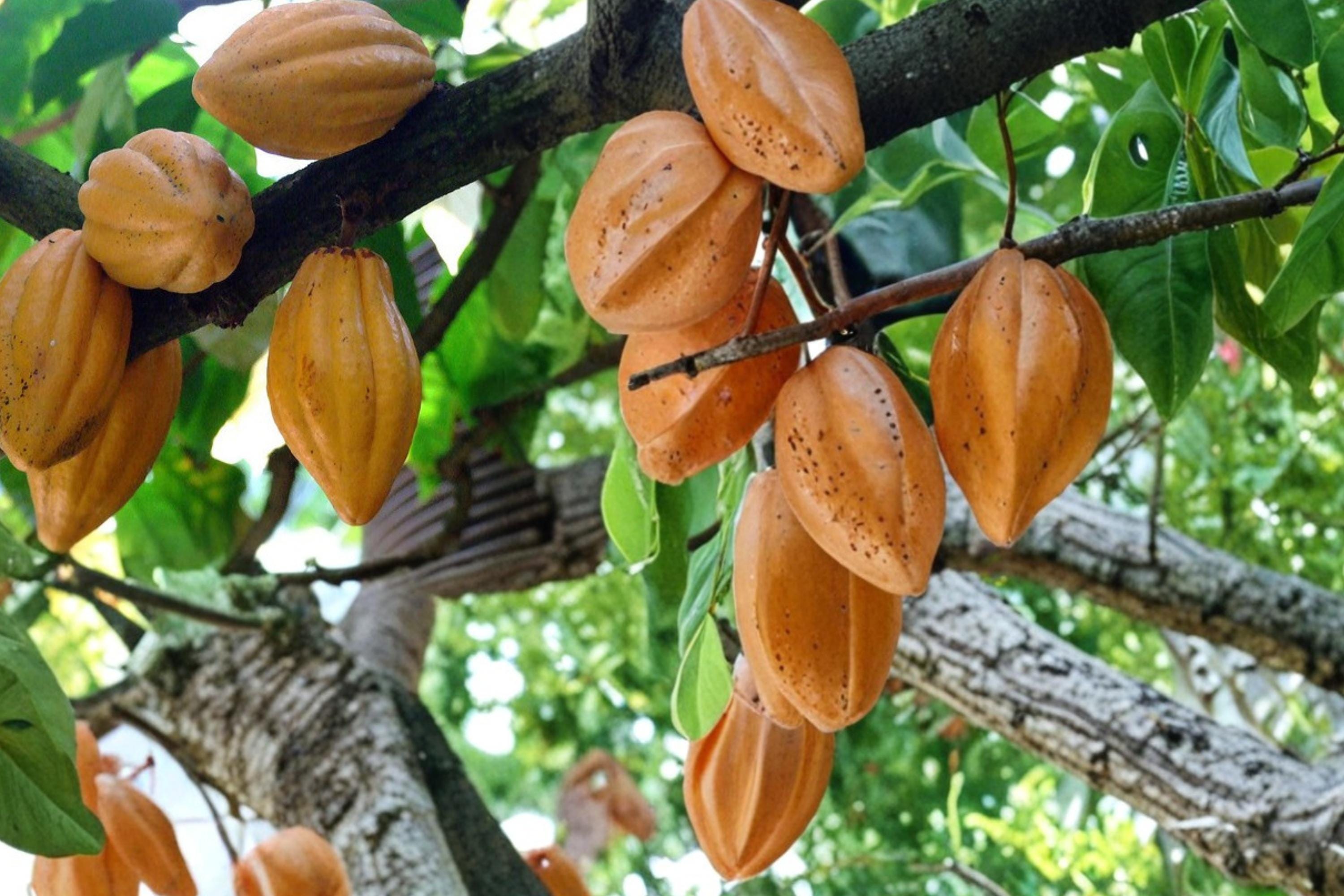 Cacao Tree Seeds – Theobroma cacao – Tropical Perennial Tree for Chocolate Production, Green Foliage, Warm Climate