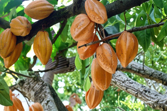 Cacao Tree Seeds – Theobroma cacao – Tropical Perennial Tree for Chocolate Production, Green Foliage, Warm Climate