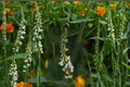 White Sweet Clover Seeds – Melilotus alba Herbaceous Biennial Legume for Meadows, Soil Improvement, Drought Tolerance, 100 Seeds