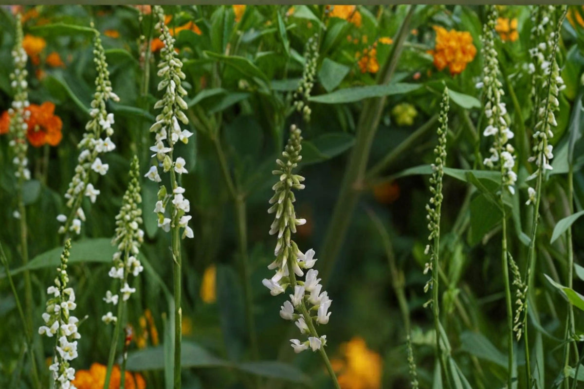 White Sweet Clover Seeds – Melilotus alba Herbaceous Biennial Legume for Meadows, Soil Improvement, Drought Tolerance, 100 Seeds