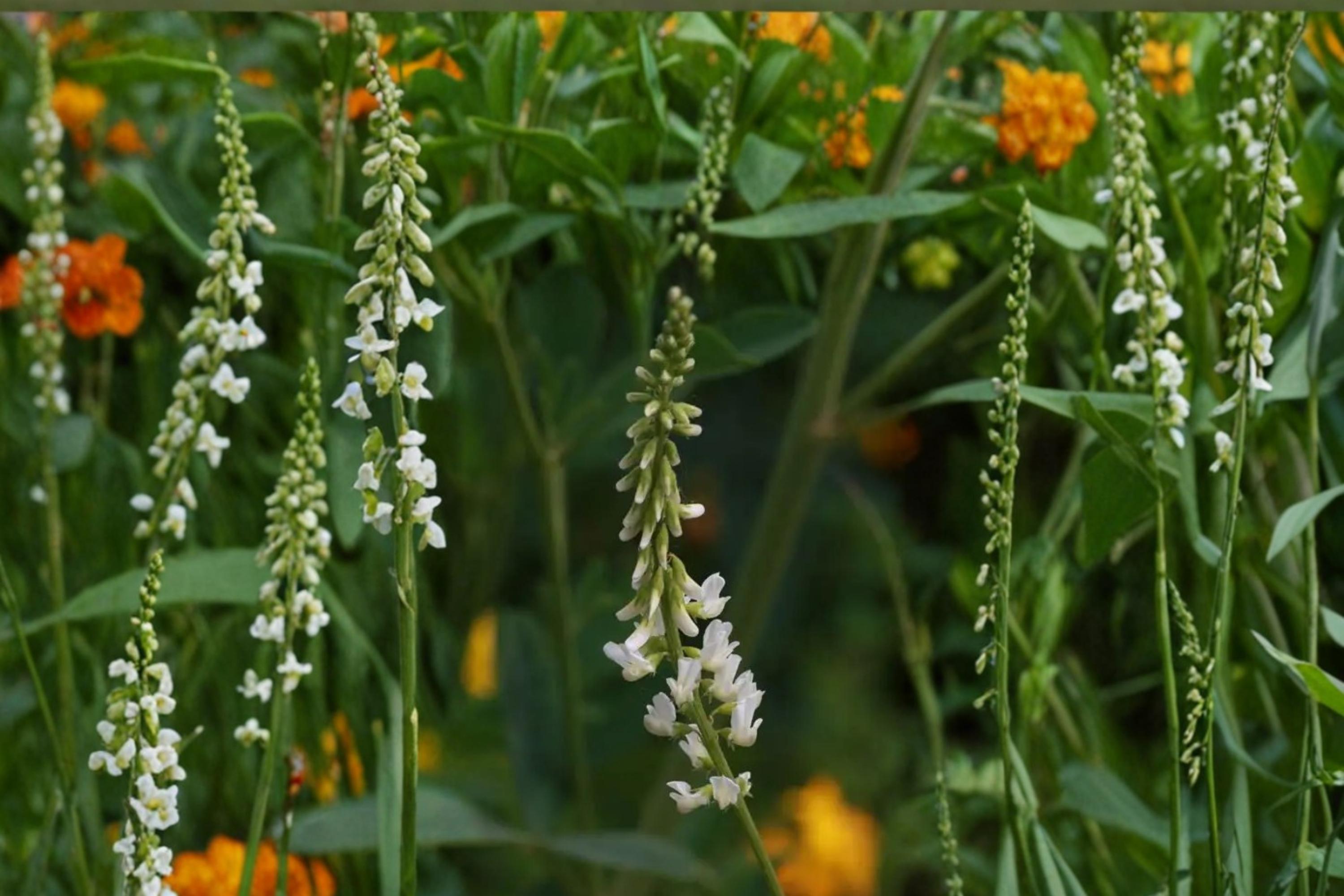 White Sweet Clover Seeds – Melilotus alba Herbaceous Biennial Legume for Meadows, Soil Improvement, Drought Tolerance, 100 Seeds