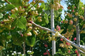 Pistachio Tree Seeds – Pistacia vera – Edible Nut Tree for Dry Climates, Full Sun, Well-Drained Soil