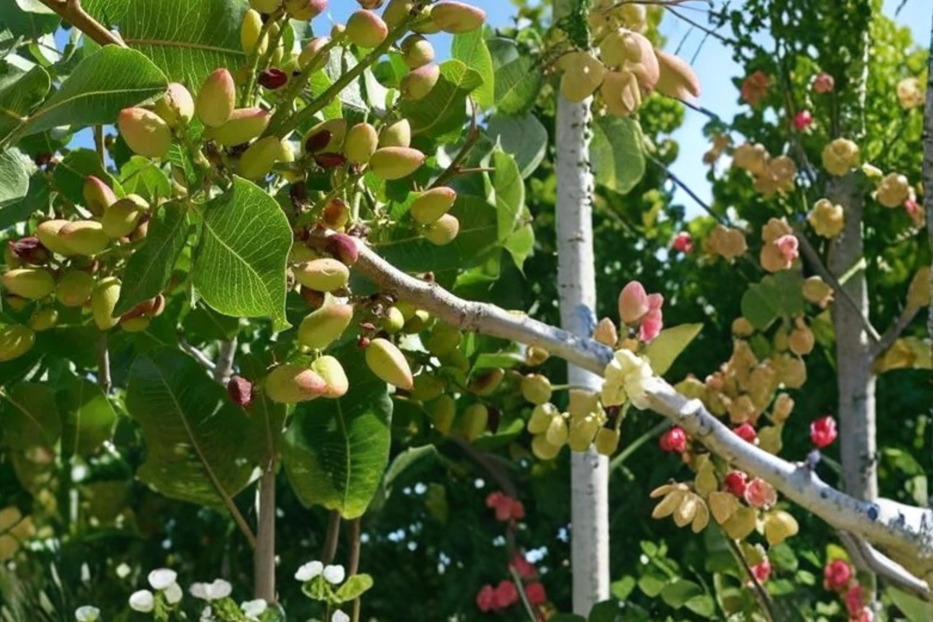 Pistachio Tree Seeds – Pistacia vera – Edible Nut Tree for Dry Climates, Full Sun, Well-Drained Soil
