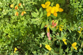 Bird's Foot Trefoil Seeds 100 Pack – Lotus corniculatus Perennial Groundcover & Wildflower Plant