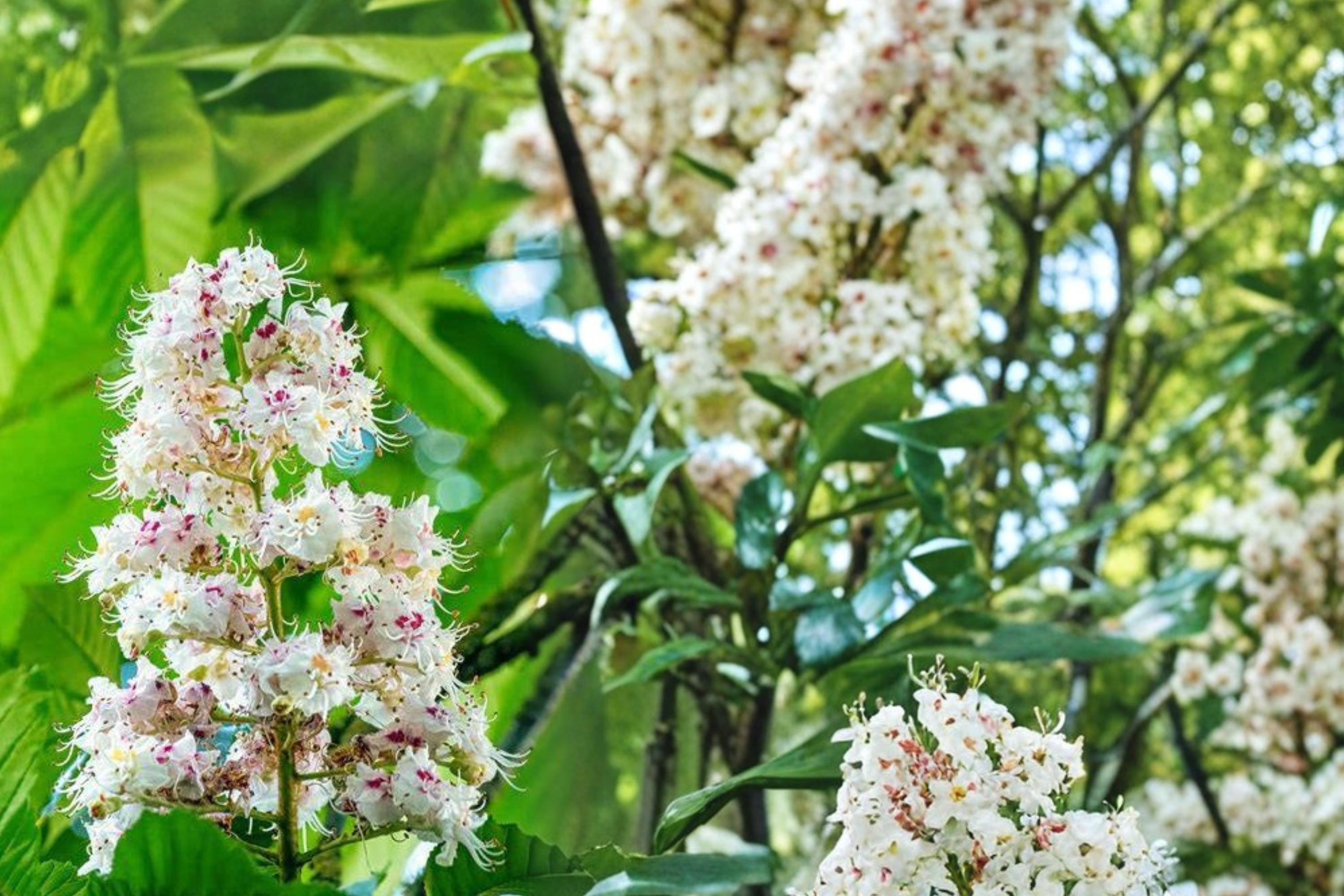 Horse Chestnut Seeds – Aesculus hippocastanum – Ornamental Deciduous Tree with White Flowers and Brown Seeds