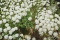 Bishop's Flower Seeds – Ammi majus – White Lace-like Annual for Borders & Cutting Gardens – 100 Seeds