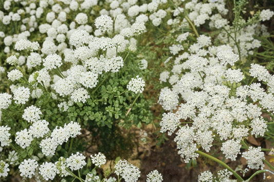 Bishop's Flower Seeds – Ammi majus – White Lace-like Annual for Borders & Cutting Gardens – 100 Seeds