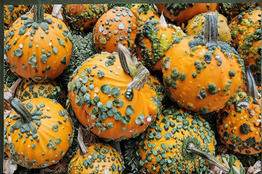Warty Goblin Pumpkin Seeds – Cucurbita pepo – Ornamental Textured Pumpkin for Fall Garden and Seasonal Displays