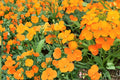 Siberian Wallflower Seeds – Erysimum cheiri – Bright Orange to Red Fragrant Blooms – Herbaceous Border & Rock Garden Plant