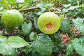 Guava Tree Seeds, Psidium guajava, Tropical Fruit Tree, Evergreen, Edible Fruit, Garden or Container Plant