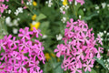 Catchfly Seeds 100 Pack | Silene armeria Herbaceous Annual with Bright Rose-Pink Clusters for Borders & Containers