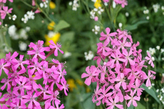Catchfly Seeds 100 Pack | Silene armeria Herbaceous Annual with Bright Rose-Pink Clusters for Borders & Containers