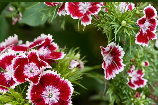 Sweet William Seeds 100 Dianthus barbatus Herbaceous Flower for Borders, Cottage Gardens, Colorful Blooms