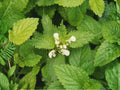 Ozark Bluestar Seeds (Amsonia illustris) – Native Perennial for Borders & Pollinator Gardens, Drought Tolerant, 10 Seeds