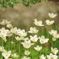 Coreopsis basalis Seeds - Golden Wave Tickseed Wildflower for Butterfly Gardens, Drought Tolerant, Bright Yellow Flowers