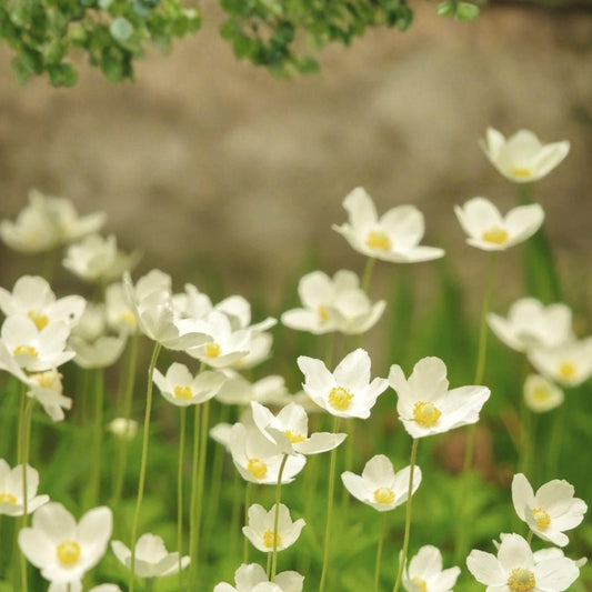 Coreopsis basalis Seeds - Golden Wave Tickseed Wildflower for Butterfly Gardens, Drought Tolerant, Bright Yellow Flowers