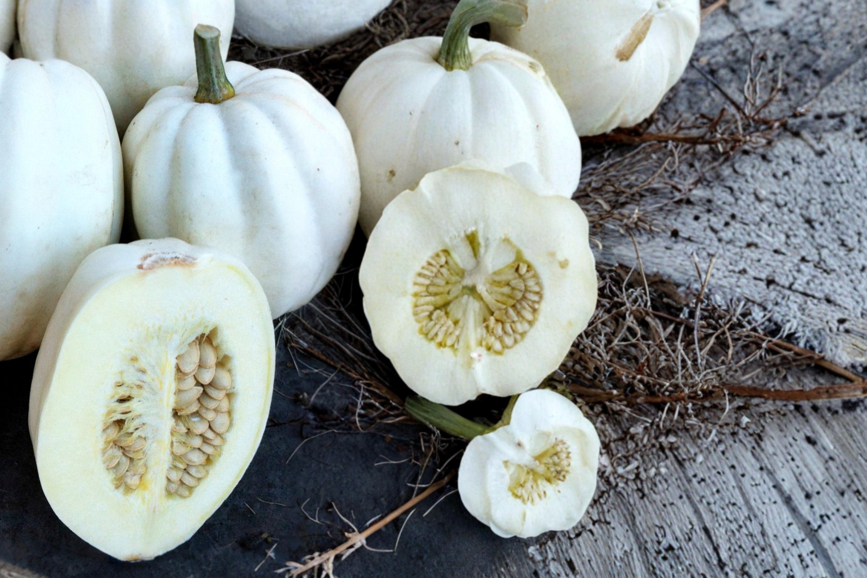Mashed Potato Squash Seeds – Cucurbita pepo White Winter Squash for Cooking & Garden Cultivation