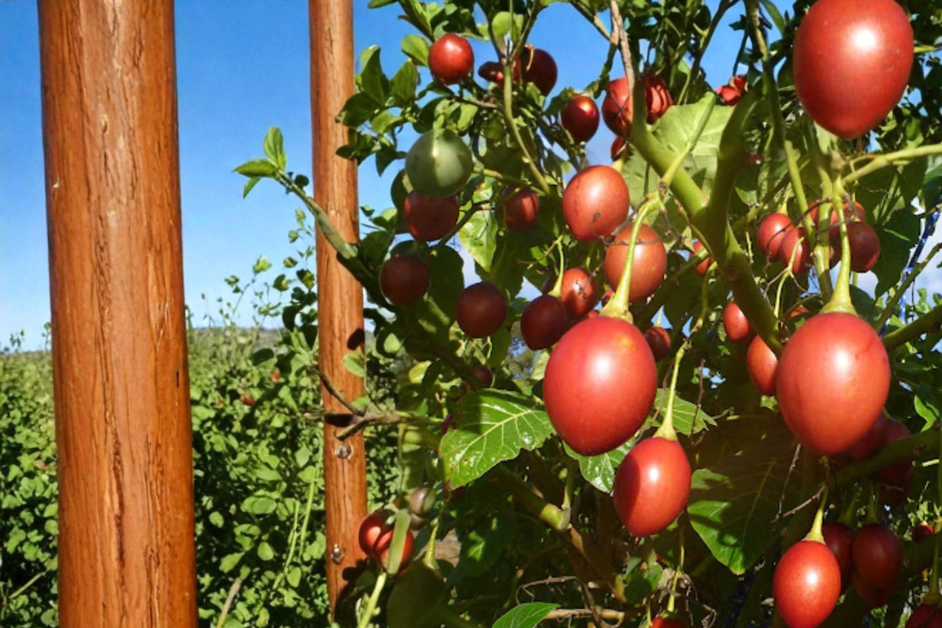 Tree Tomato Seeds – Solanum betaceum, Perennial Shrub for Fruit & Ornamental, Egg-Shaped Fruit, Tropical Plant, Warm Climate Garden