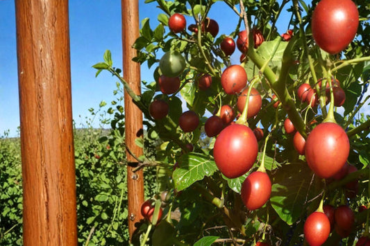 Tree Tomato Seeds – Solanum betaceum, Perennial Shrub for Fruit & Ornamental, Egg-Shaped Fruit, Tropical Plant, Warm Climate Garden