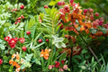 Bronze Shower Tree Seeds Cassia moschata Tropical Flowering Tree Ornamental Landscape Plant