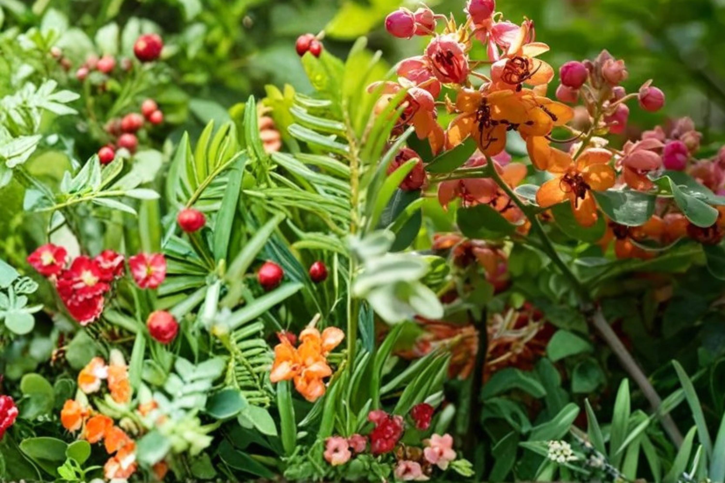 Bronze Shower Tree Seeds Cassia moschata Tropical Flowering Tree Ornamental Landscape Plant