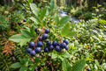 Glacier Huckleberry Seeds - 125 Non-GMO Vaccinium membranaceum Berry Seeds for Home Gardens and Small Farms