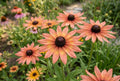 Pink Lemon Rudbeckia Seeds – Annual Flower Garden Planting, Rudbeckia hirta, Vibrant Pink and Yellow Blooms, Butterfly & Pollinator Attracting