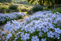 Blue Flame Phlox Seeds – Annual Flower, Pollinator Attractor, Garden Bed Plant, Phlox drummondii, 125 Seeds