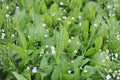 Garland Crown Daisy Seeds 100 Chrysanthemum coronarium Edible Flower, Ornamental & Culinary Plant