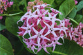 Confederate Rose Seeds (10) | Hibiscus paramutabilis | Ornamental Flower for Gardens & Borders