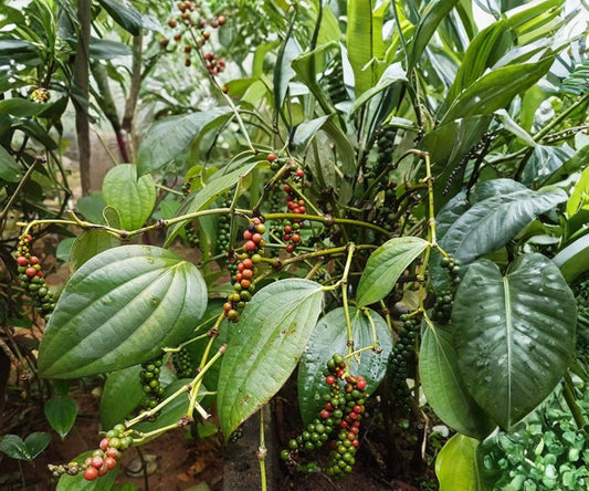 Black Pepper Live Starter Plant – Piper nigrum Tropical Climbing Vine for Indoor & Container Gardening